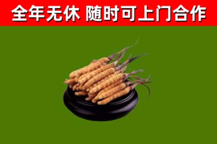 台中市回收冬虫夏草